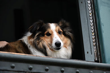 Dog on a train car during the Bow Wow Express at the WK&S Railroad in Kempton PA