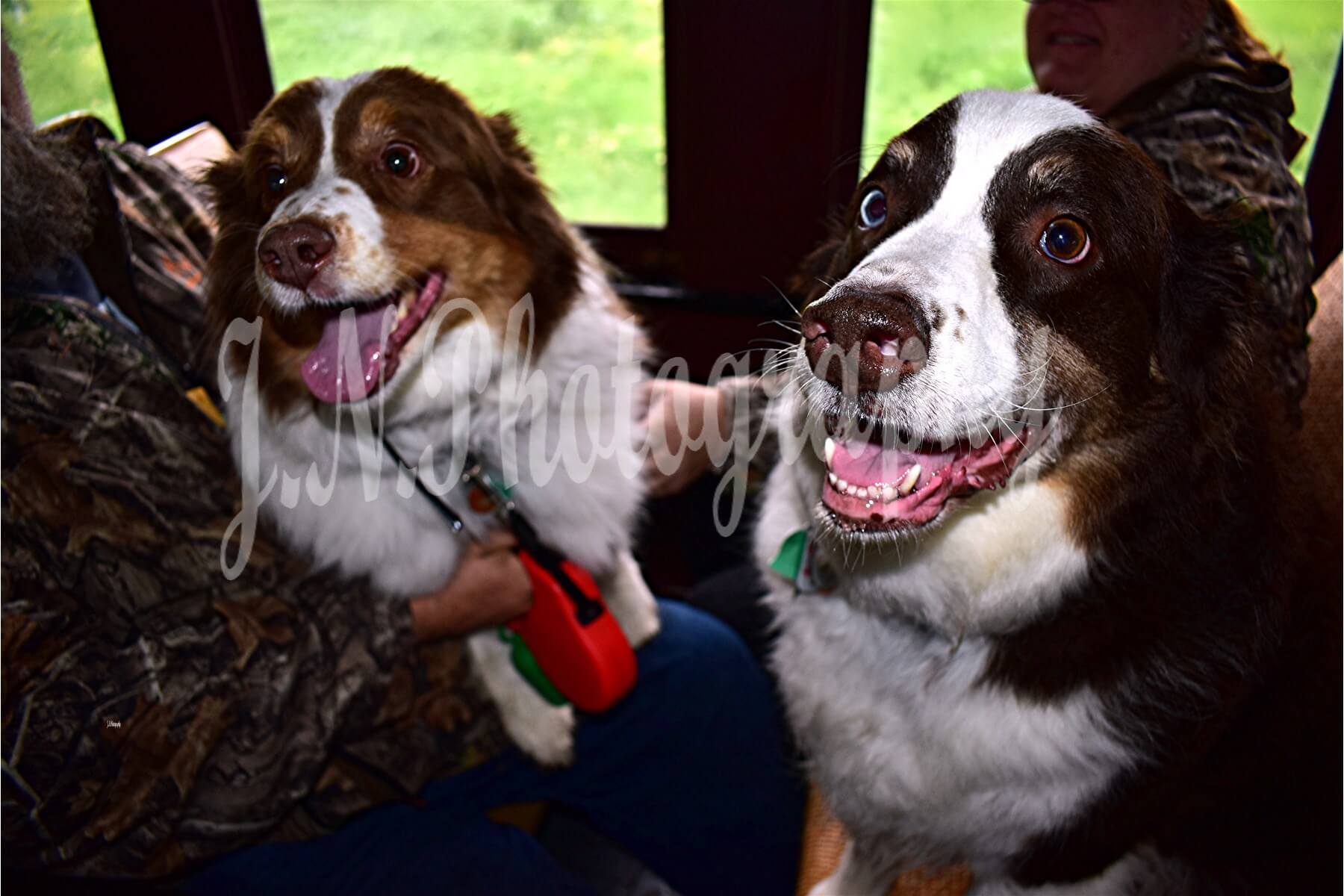 dogs at the 2024 bow  wow express