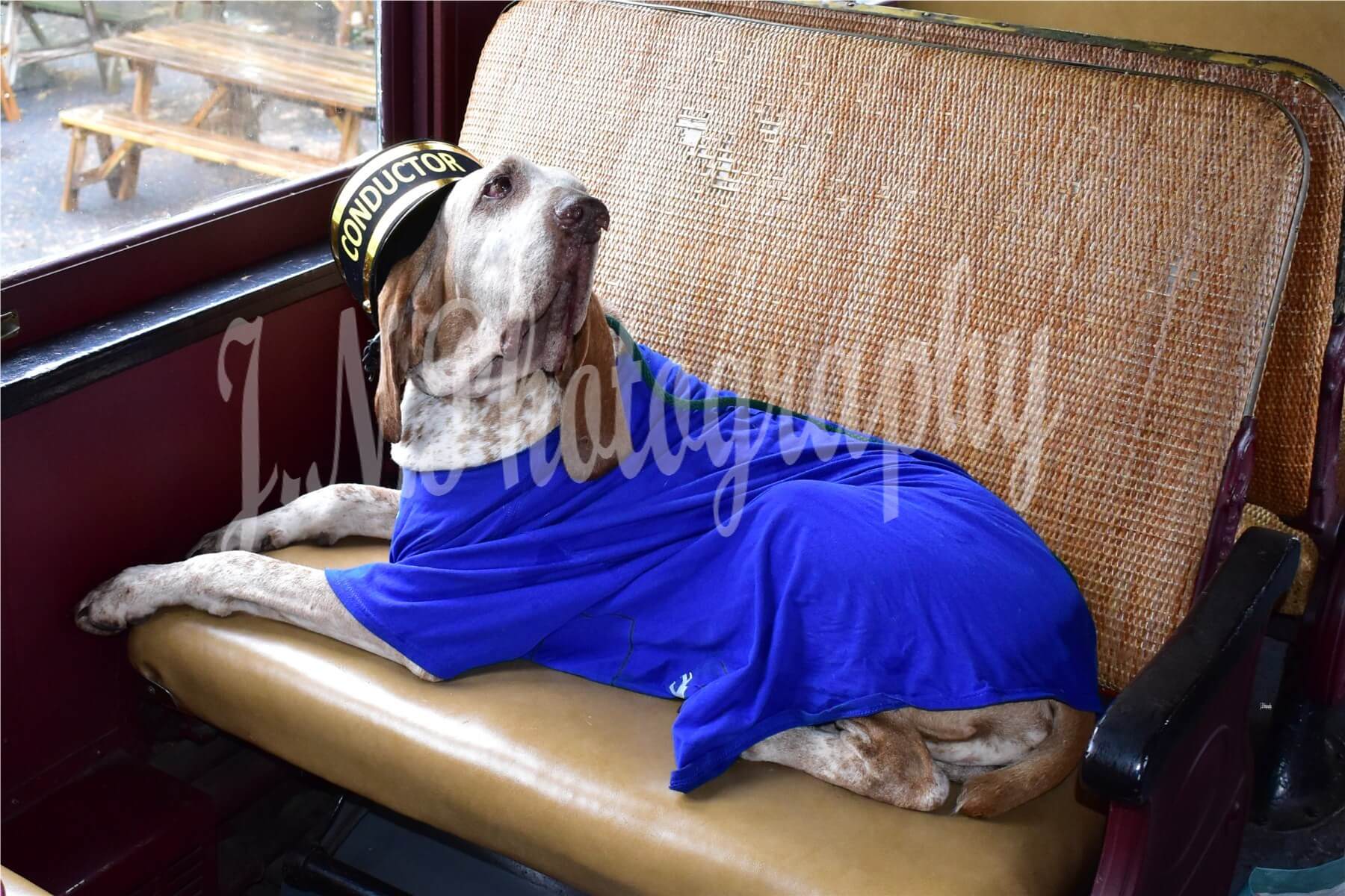 dogs at the 2024 bow  wow express