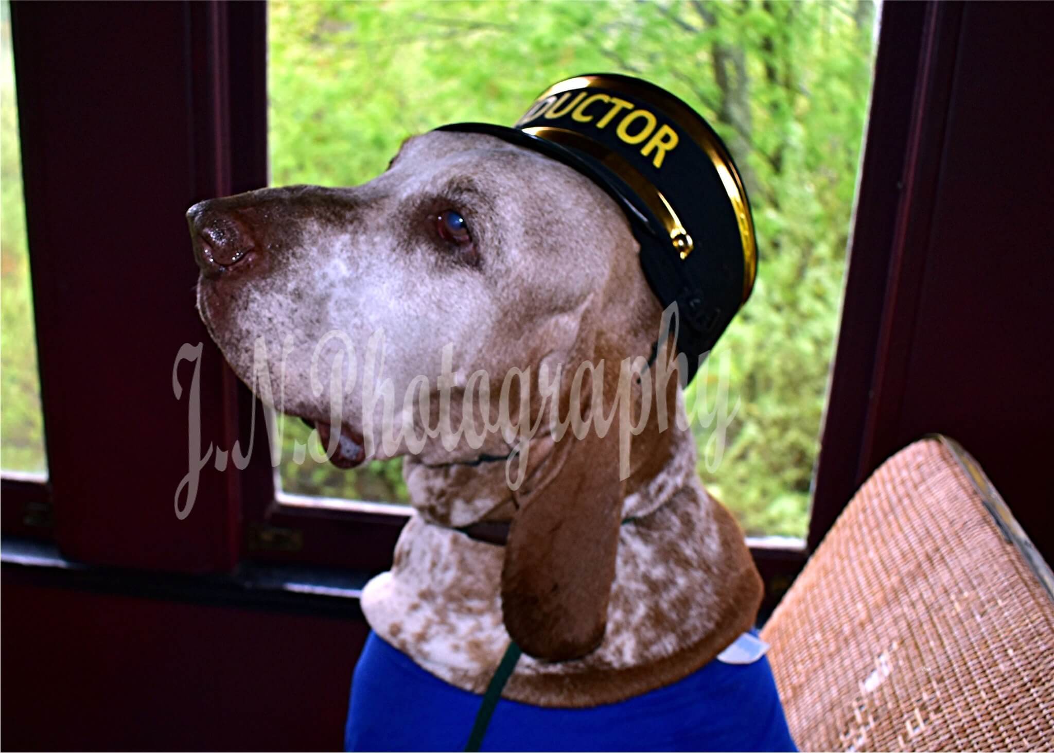 dogs at the 2024 bow  wow express