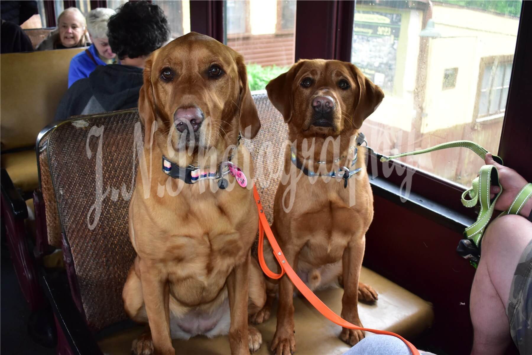 dogs at the 2024 bow  wow express